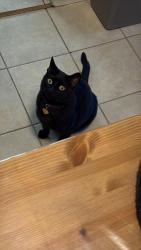 Lost Female Cat last seen Alta Loma Dr and Bonita mesa , Bonita, CA 91902