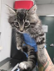 Shelter Stray Female Cat last seen N OAKDALE AVE X E MARIPOSA DR, San Bernardino, CA 92401