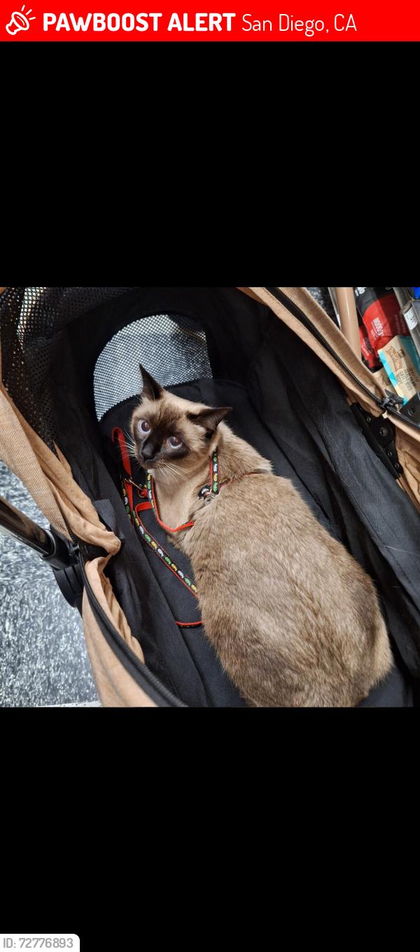 Lost Male Cat last seen Bell bluff avenue, San Diego, CA 92119
