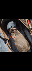Lost Male Cat last seen Bell bluff avenue, San Diego, CA 92119