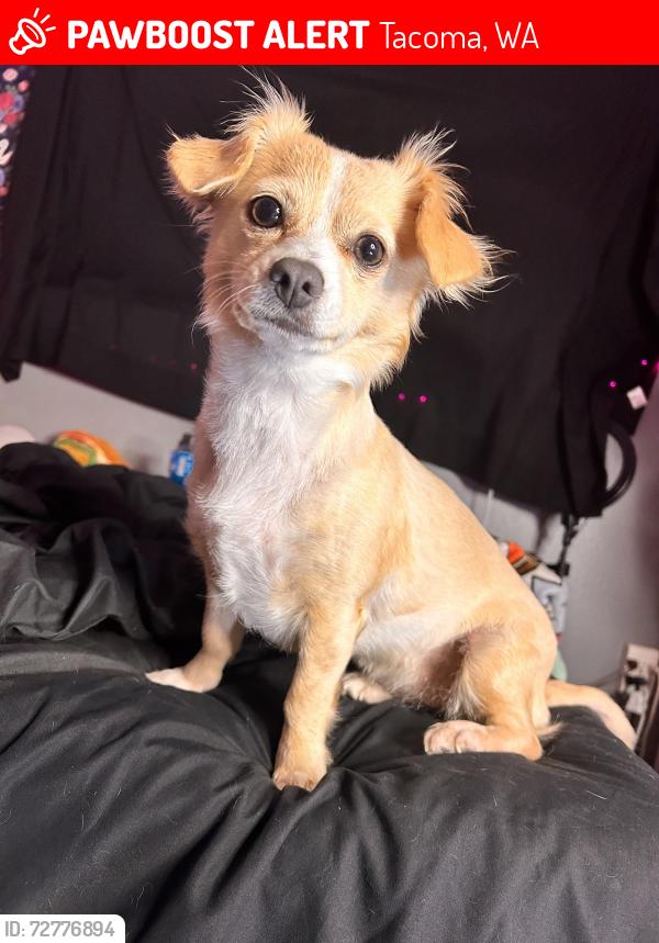 Lost Female Dog last seen 38th st & alaska near the freeway exit, Tacoma, WA 98418