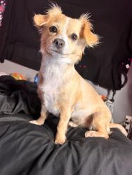 Lost Female Dog last seen 38th st & alaska near the freeway exit, Tacoma, WA 98418