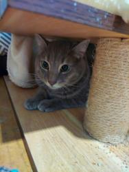 Found/Stray Unknown Cat last seen On miramar between anaheim and 11th, Long Beach, CA 90804