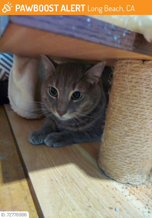 Found/Stray Unknown Cat last seen On miramar between anaheim and 11th, Long Beach, CA 90804