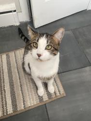 Lost Male Cat last seen Near Diner on central , Albuquerque, NM 87106