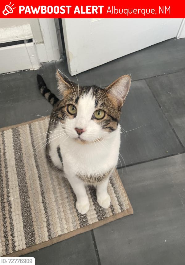 Lost Male Cat last seen Near Diner on central , Albuquerque, NM 87106