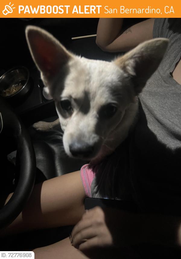 Found/Stray Male Dog last seen Found 2 minutes away from the hosp on waterman, San Bernardino, CA 92415