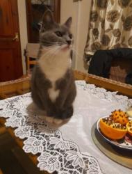 Lost Female Cat last seen Maes Gwyn.Albert Avenue I inne, Flintshire, Wales CH6 5UB