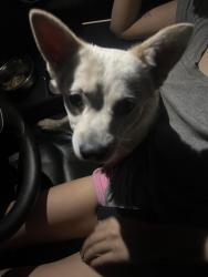 Found/Stray Male Dog last seen Found 2 minutes away from the hosp on waterman, San Bernardino, CA 92415