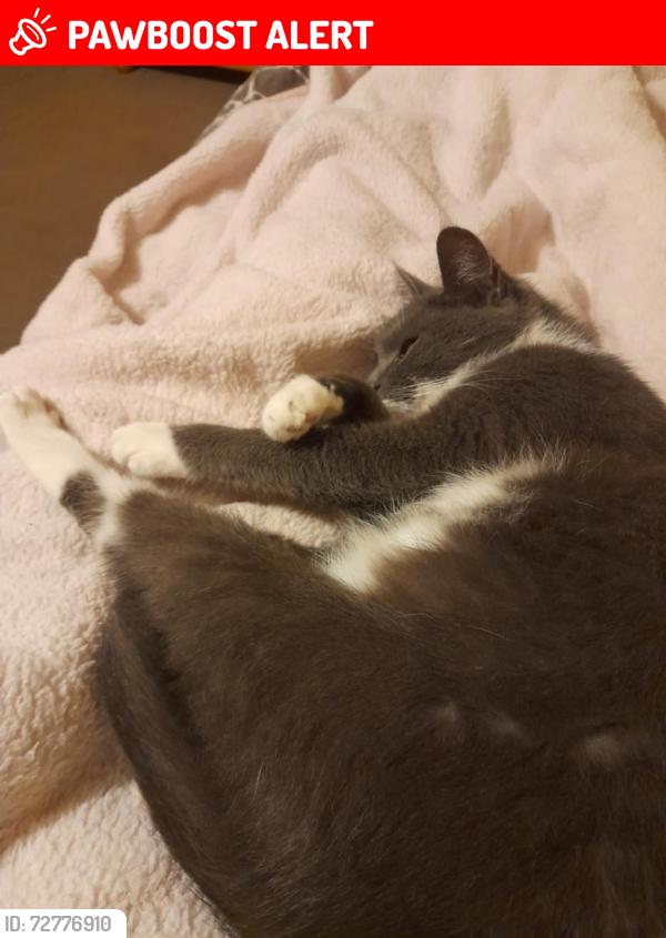 Lost Female Cat last seen Maes Gwyn.Albert Avenue I inne, Flintshire, Wales CH6 5UB