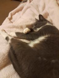 Lost Female Cat last seen Maes Gwyn.Albert Avenue I inne, Flintshire, Wales CH6 5UB