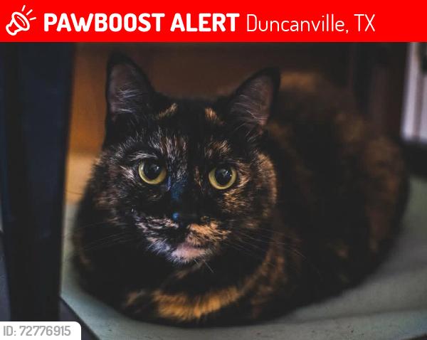 Lost Female Cat last seen Thorntree golf club, Duncanville, TX 75137