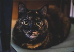 Lost Female Cat last seen Thorntree golf club, Duncanville, TX 75137