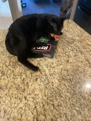 Lost Male Cat last seen Whole neighborhood , Claremore, OK 74019