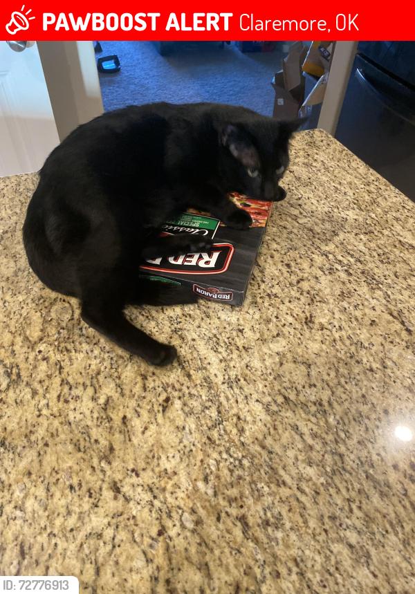 Lost Male Cat last seen Whole neighborhood , Claremore, OK 74019