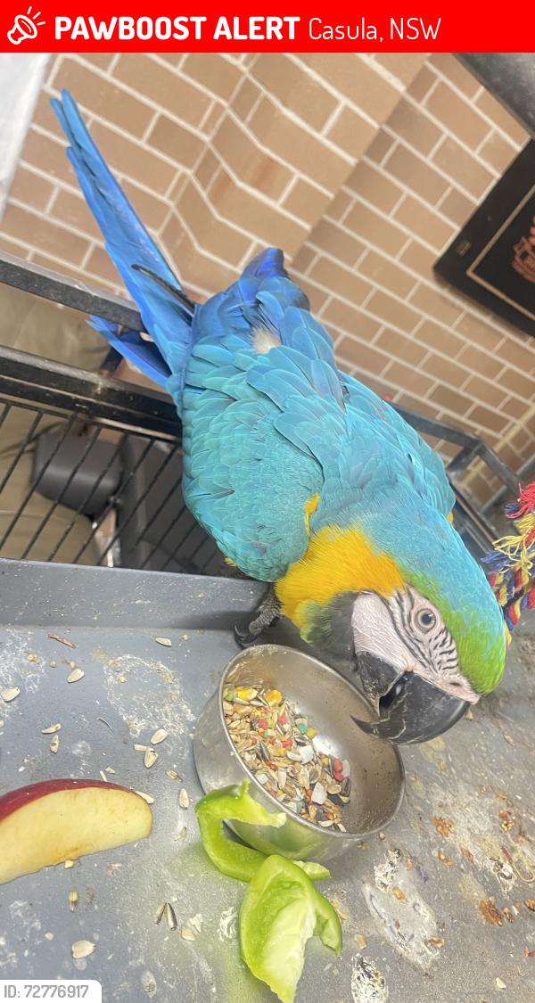 Lost Female Other last seen Casula road , Casula, NSW 2170