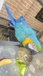 Lost Female Other last seen Casula road , Casula, NSW 2170