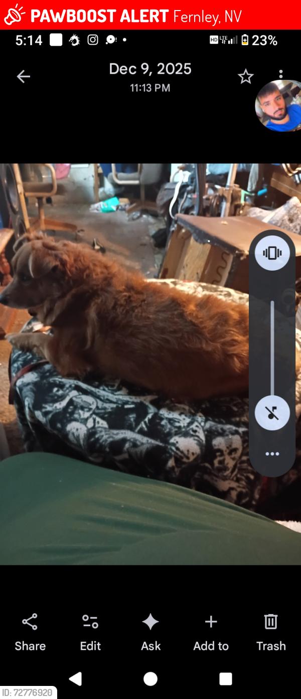 Lost Male Dog last seen Emigrant and burger, Fernley, NV 89408