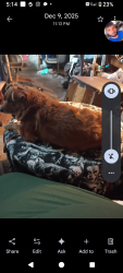 Lost Male Dog last seen Emigrant and burger, Fernley, NV 89408