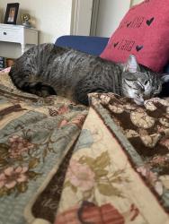 Lost Female Cat last seen Falcon, Pomona, CA 91767