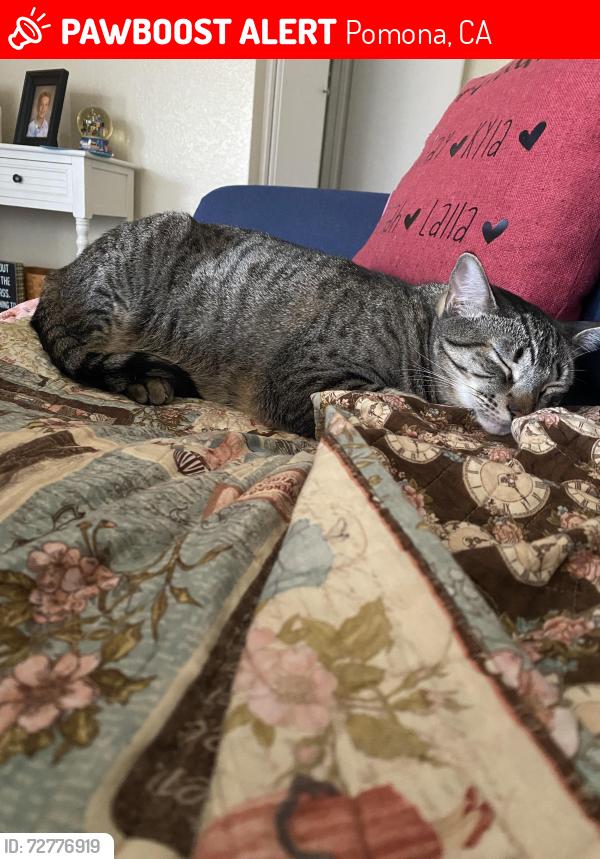 Lost Female Cat last seen Falcon, Pomona, CA 91767