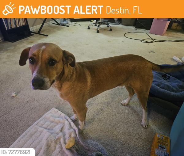 Found/Stray Male Dog last seen Taco Bell in Destin, Destin, FL 32541