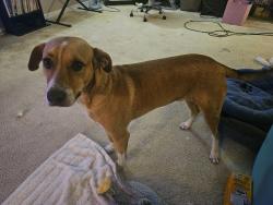 Found/Stray Male Dog last seen Taco Bell in Destin, Destin, FL 32541