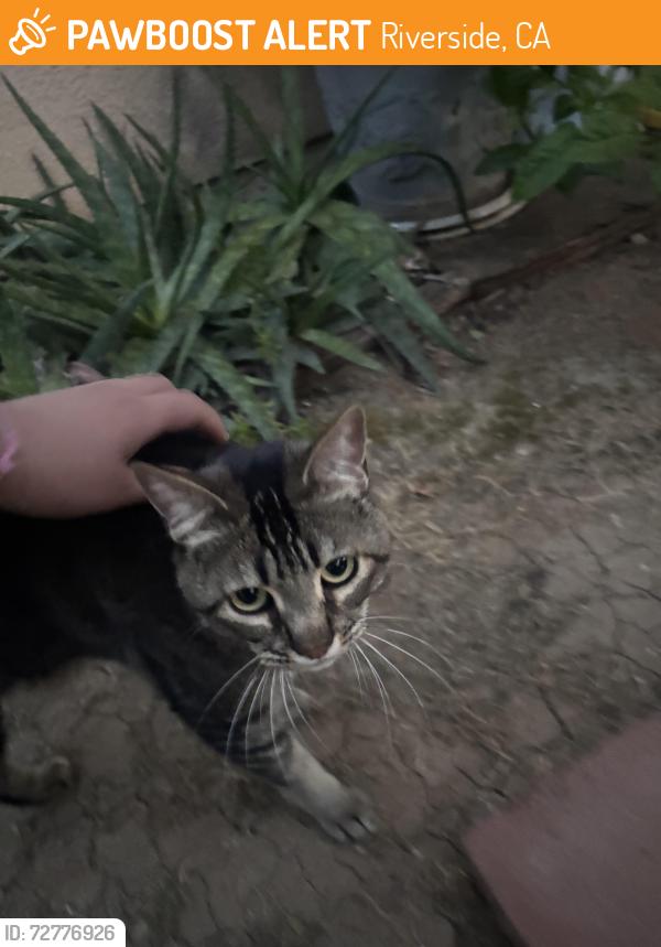 Found/Stray Female Cat last seen Arlington and rutland st , Riverside, CA 92503