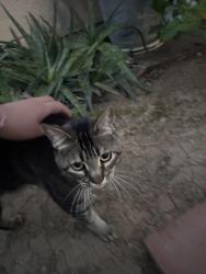 Found/Stray Female Cat last seen Arlington and rutland st , Riverside, CA 92503