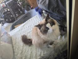 Lost Female Cat last seen Springlake, Caroline Springs, VIC 3023