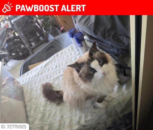 Lost Female Cat last seen Springlake, Caroline Springs, VIC 3023
