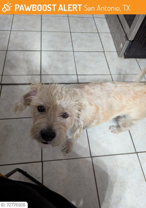 Found/Stray Male Dog last seen medina base road and moon valley dr, San Antonio, TX 78227