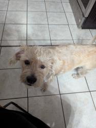 Found/Stray Male Dog last seen medina base road and moon valley dr, San Antonio, TX 78227