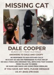 Lost Male Cat last seen Kingsley elementary school, Montclair, CA 91763