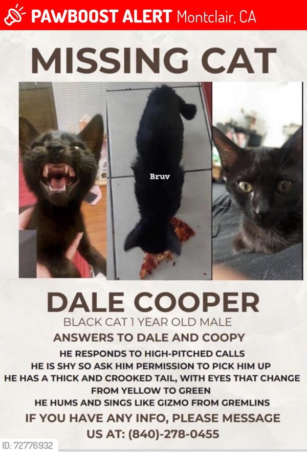 Lost Male Cat last seen Kingsley elementary school, Montclair, CA 91763
