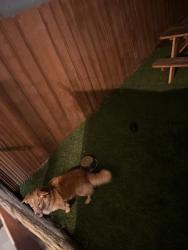 Found/Stray Unknown Dog last seen Near B Ave, National City, CA 91950