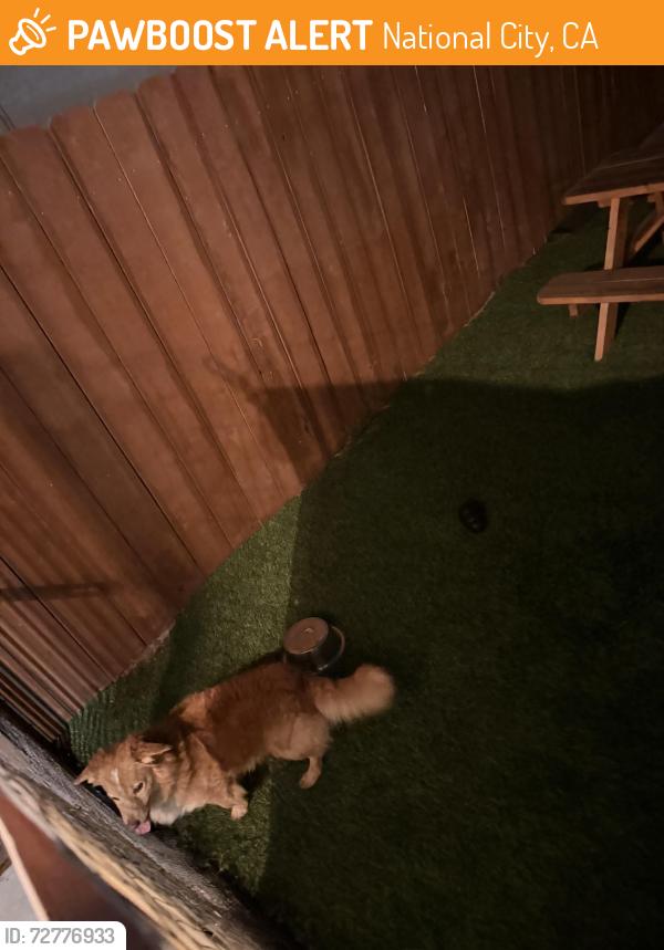 Found/Stray Unknown Dog last seen Near B Ave, National City, CA 91950