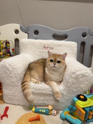 Lost Male Cat last seen Baybridge community, Newark, CA 94560
