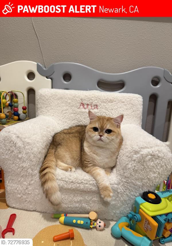 Lost Male Cat last seen Baybridge community, Newark, CA 94560