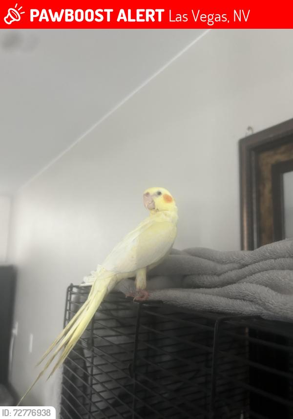 Lost Unknown Bird last seen Near Spencer St Las Vegas, NV  89119 United States, Las Vegas, NV 89119