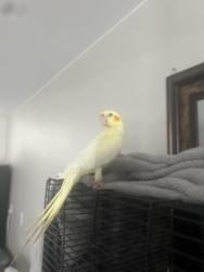 Lost Unknown Bird last seen Near Spencer St Las Vegas, NV  89119 United States, Las Vegas, NV 89119