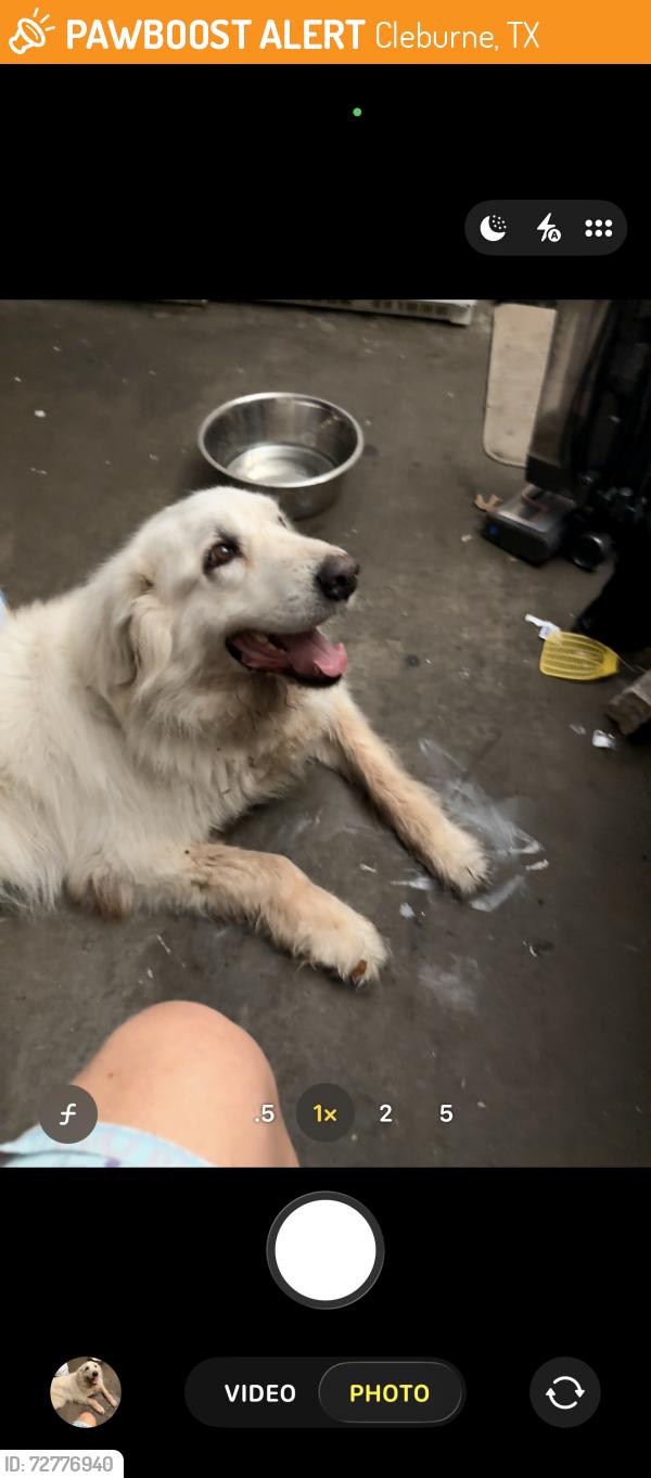 Found/Stray Female Dog last seen Nolan River Road, Cleburne, TX 76033