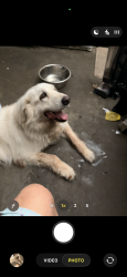 Found/Stray Female Dog last seen Nolan River Road, Cleburne, TX 76033