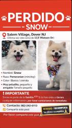 Lost Male Dog last seen Near watson dr, Dover, NJ 07801