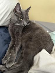Lost Male Cat last seen Bynum blvd Eastaboga , Calhoun County, AL 36201