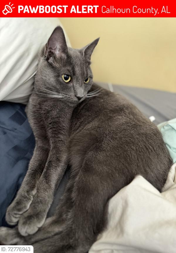 Lost Male Cat last seen Bynum blvd Eastaboga , Calhoun County, AL 36201