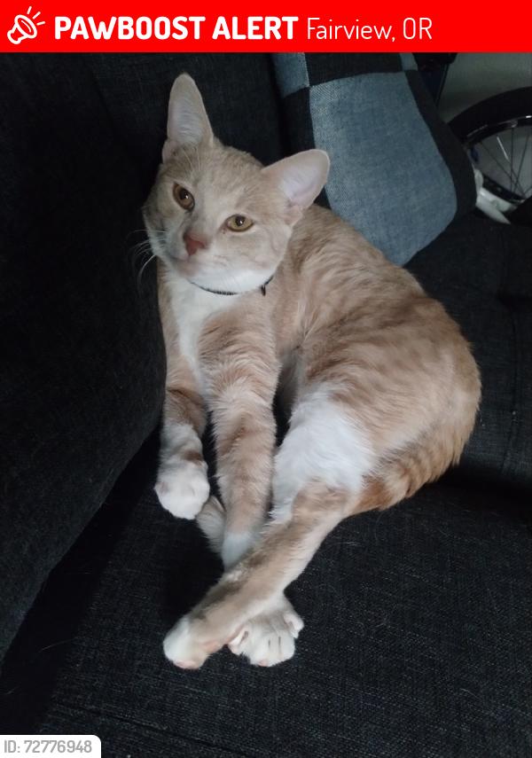 Lost Male Cat last seen 223rd halsey, Fairview, OR 97024