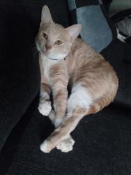 Lost Male Cat last seen 223rd halsey, Fairview, OR 97024