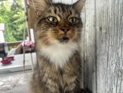 Lost Male Cat last seen Spur Dr, Newport News, VA 23606