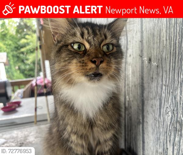 Lost Male Cat last seen Spur Dr, Newport News, VA 23606